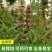 【益母草种子】纯新采收发芽率高中药材种子批发零售包邮
