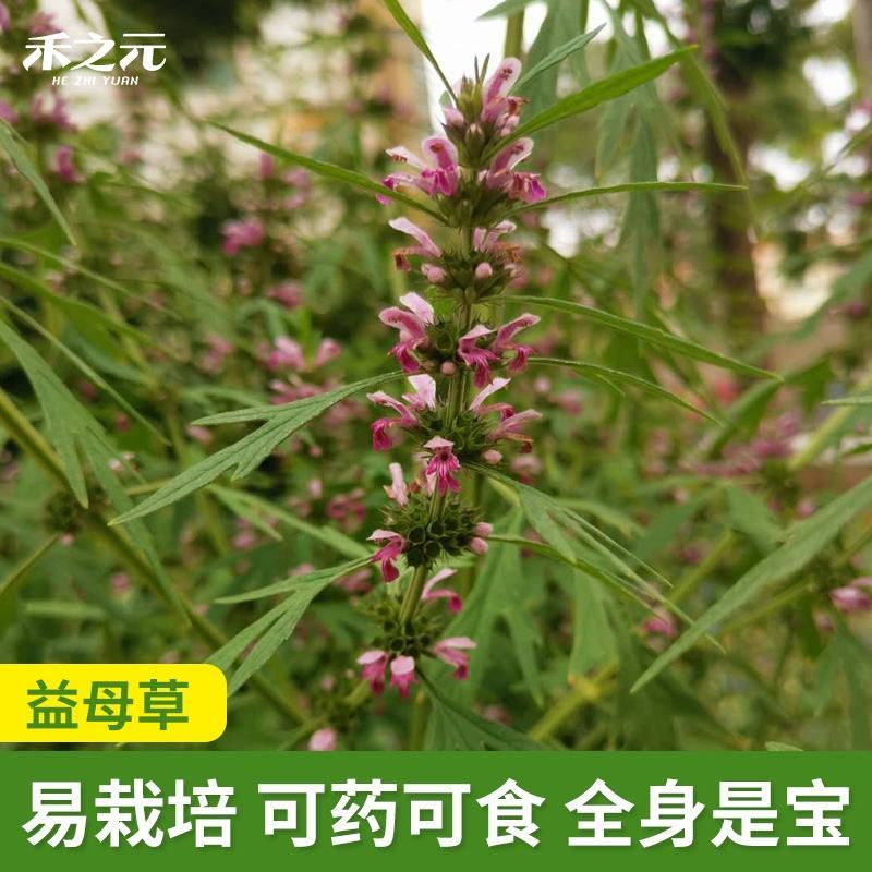 【益母草种子】纯新采收发芽率高中药材种子批发零售包邮