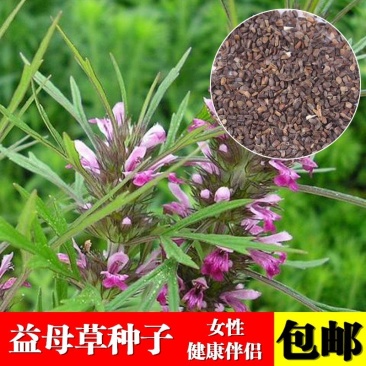 【益母草种子】纯新采收发芽率高中药材种子批发零售包邮
