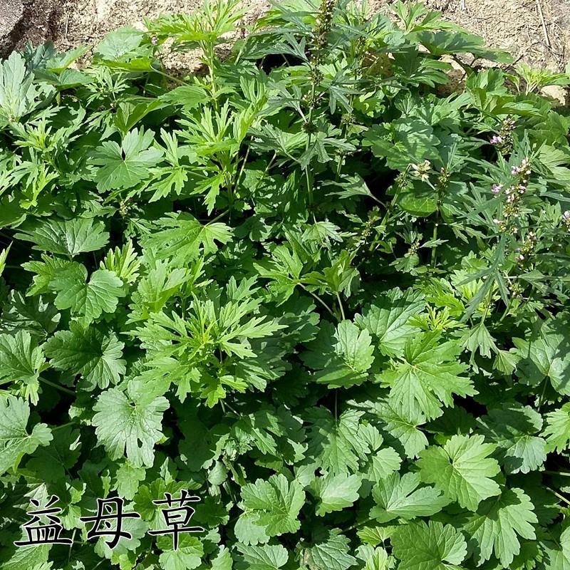 【益母草种子】纯新采收发芽率高中药材种子批发零售包邮