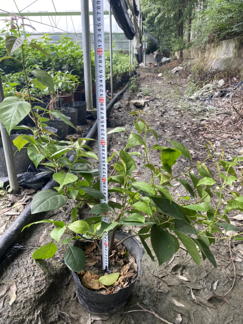 三角梅种植基地，三角梅28杯杯苗，三角梅工程