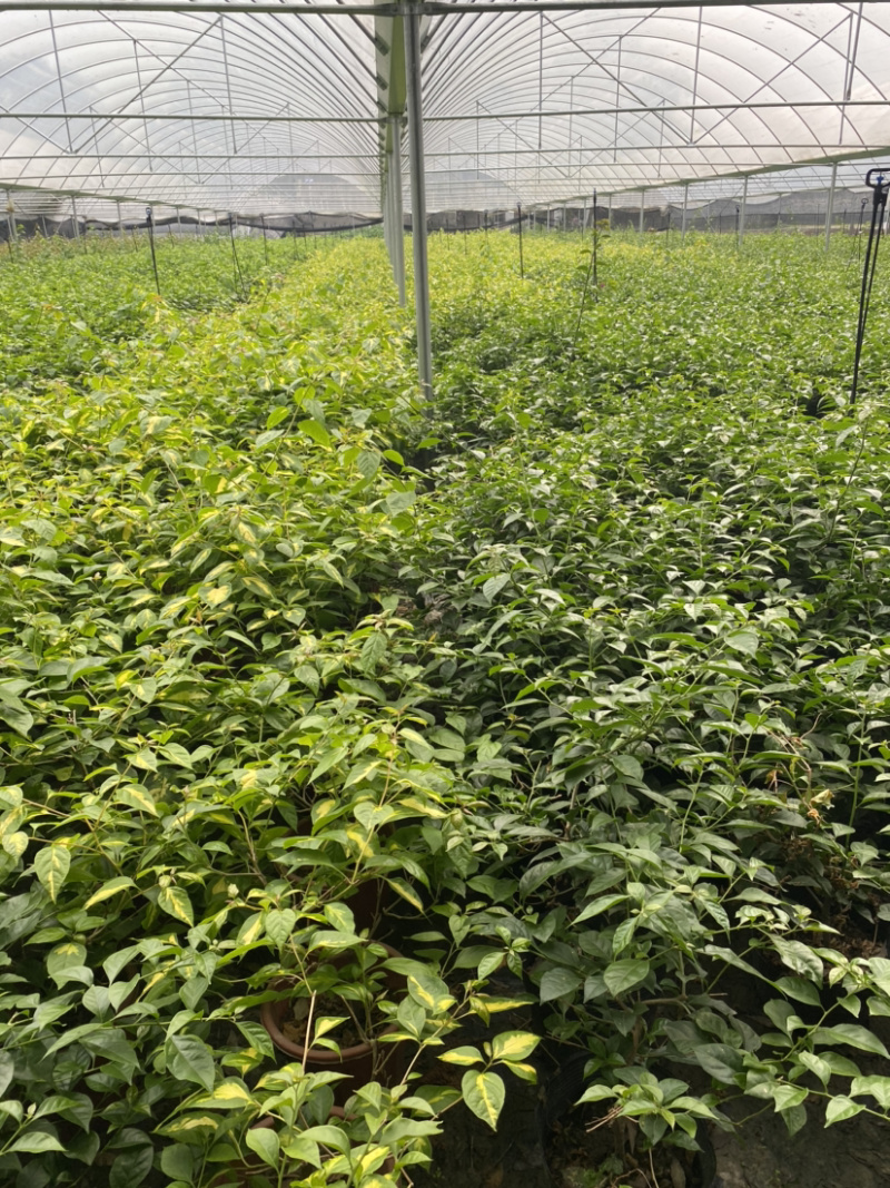 三角梅种植基地，三角梅28杯杯苗，三角梅工程