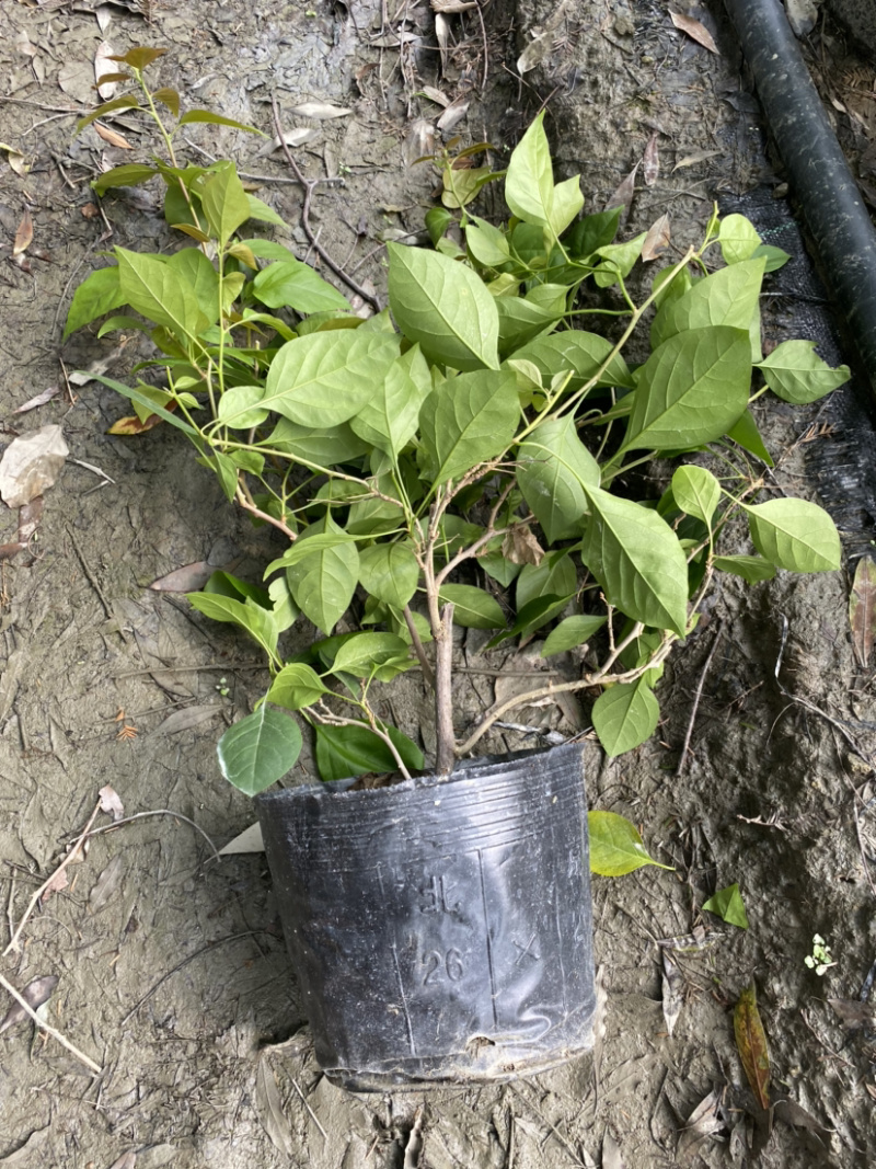 三角梅种植基地，三角梅28杯杯苗，三角梅工程