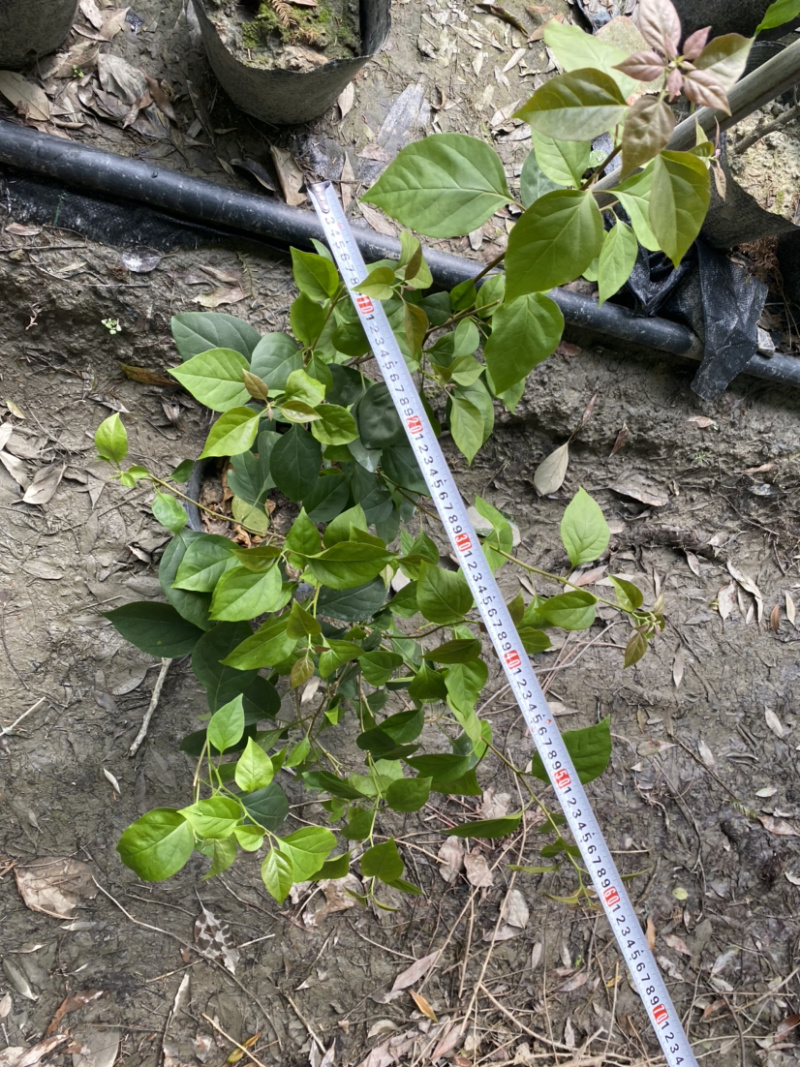 三角梅种植基地，三角梅28杯杯苗，三角梅工程