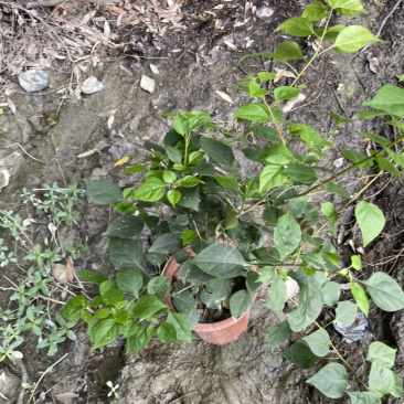 三角梅种植基地，三角梅28杯杯苗，三角梅工程