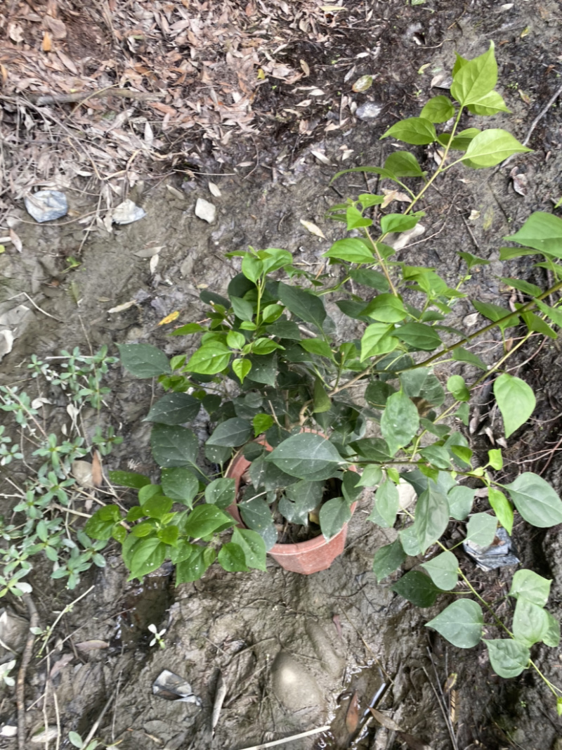 三角梅种植基地，三角梅28杯杯苗，三角梅工程