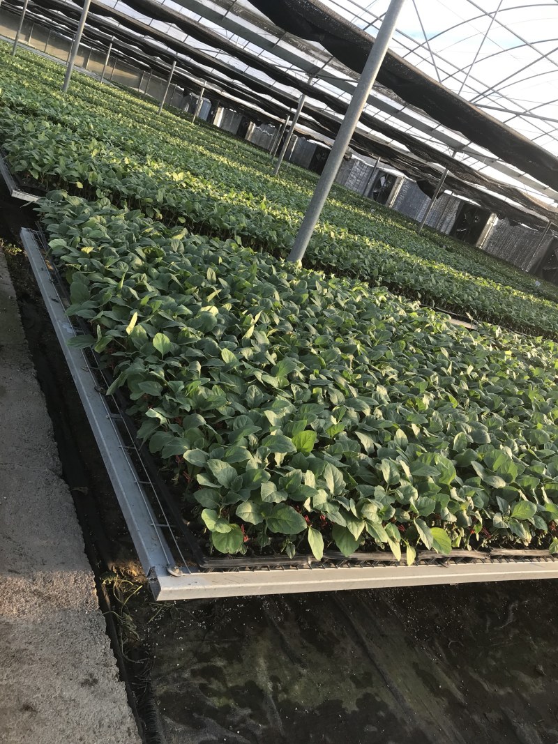 紫萼、绿萼茄子、种苗基地直发量大从优高成活高产量放心苗