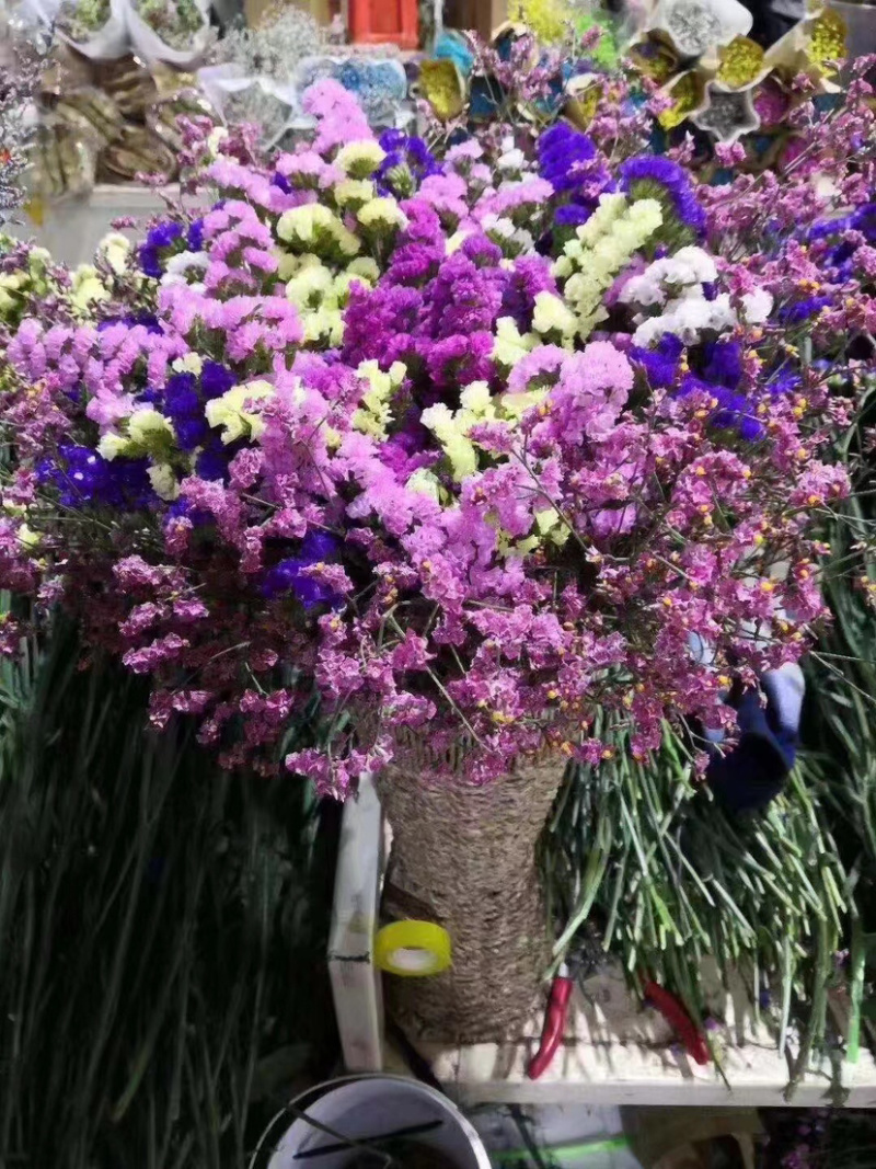 云南勿忘我鲜花干花昆明花整件鲜花散花秤斤花