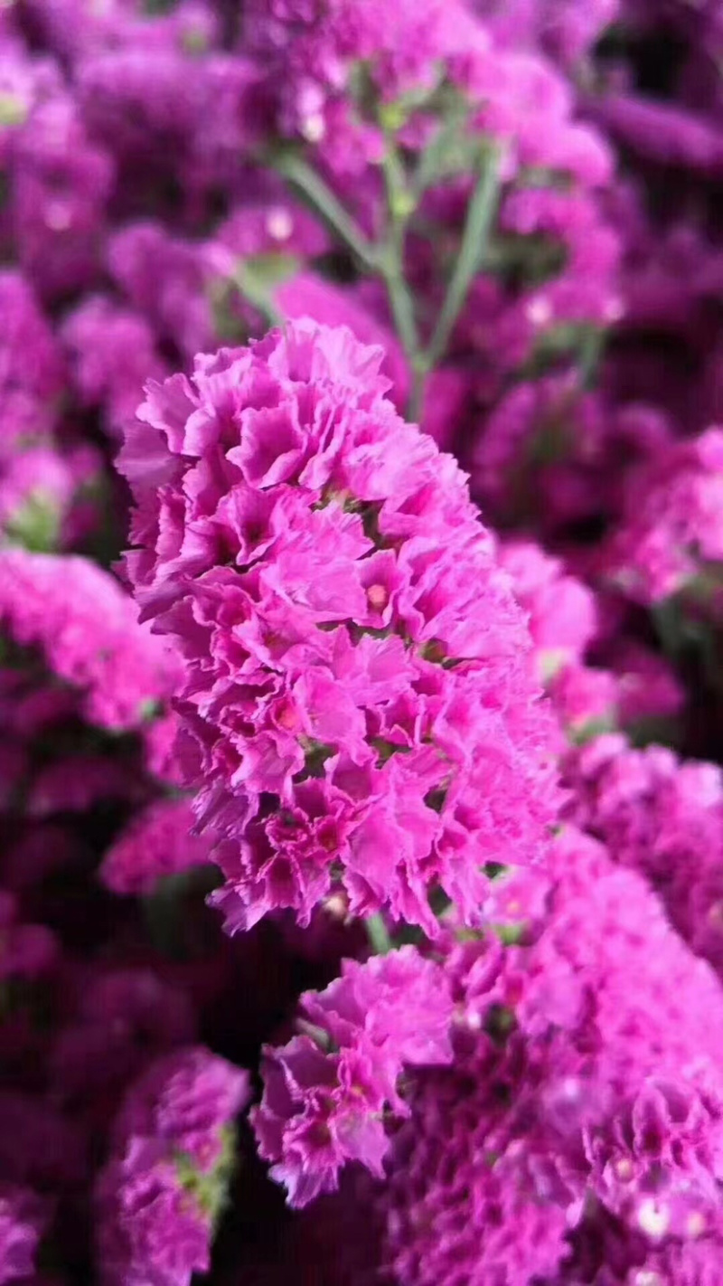 云南勿忘我鲜花干花昆明花整件鲜花散花秤斤花