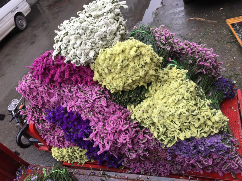 云南勿忘我鲜花干花昆明花整件鲜花散花秤斤花
