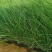 粉黛乱子草，粉黛乱子草杯苗，山东粉黛乱子草，粉黛乱子草基