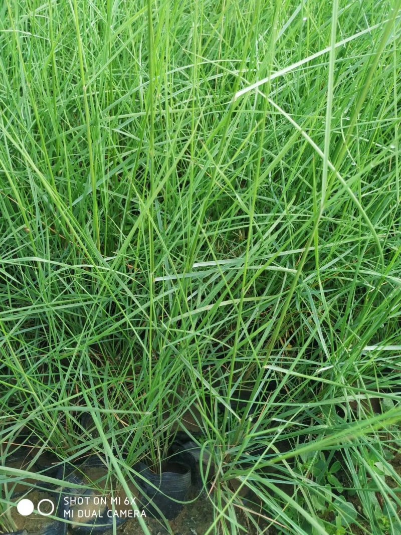 粉黛乱子草，粉黛乱子草杯苗，山东粉黛乱子草，粉黛乱子草基