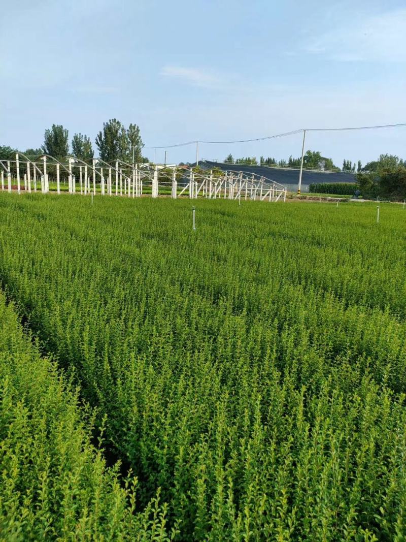 小叶女贞精品女贞欢迎选购一手货源产地批发量大从