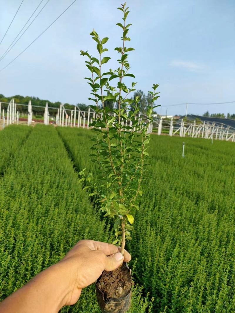 小叶女贞精品女贞欢迎选购一手货源产地批发量大从