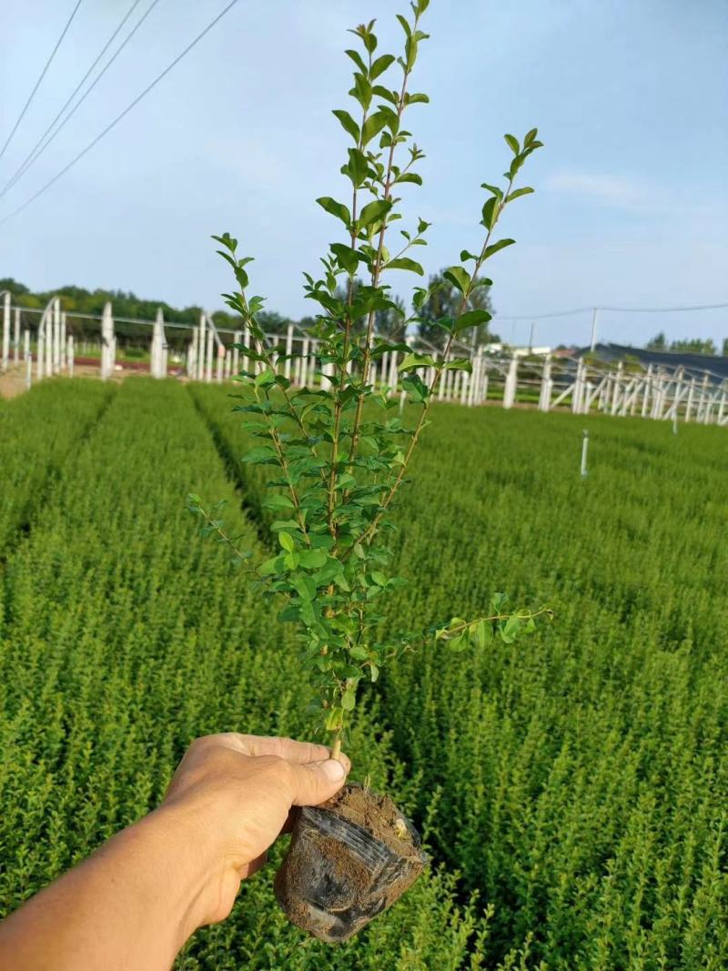 小叶女贞精品女贞欢迎选购一手货源产地批发量大从