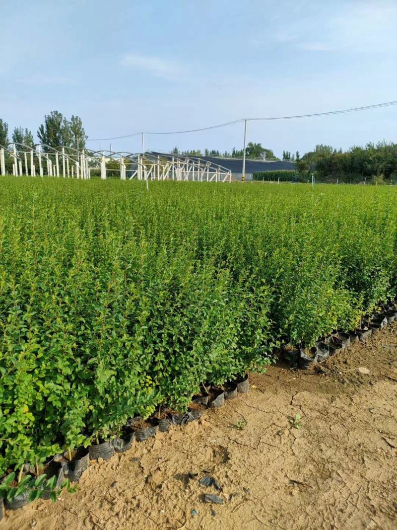 小叶女贞精品女贞欢迎选购一手货源产地批发量大从
