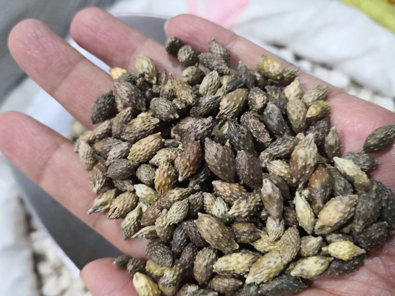 苍耳子东北干货硬刺含量高量大从优