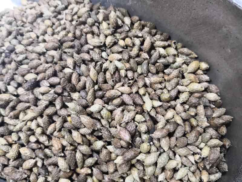 苍耳子东北干货硬刺含量高量大从优