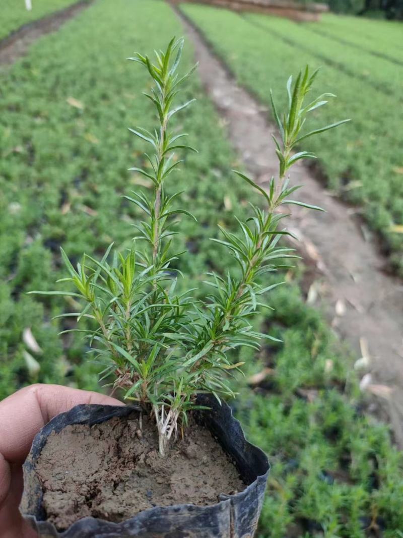 丛生福禄考绿化苗木，基地直发欢迎客商咨询可视频看货