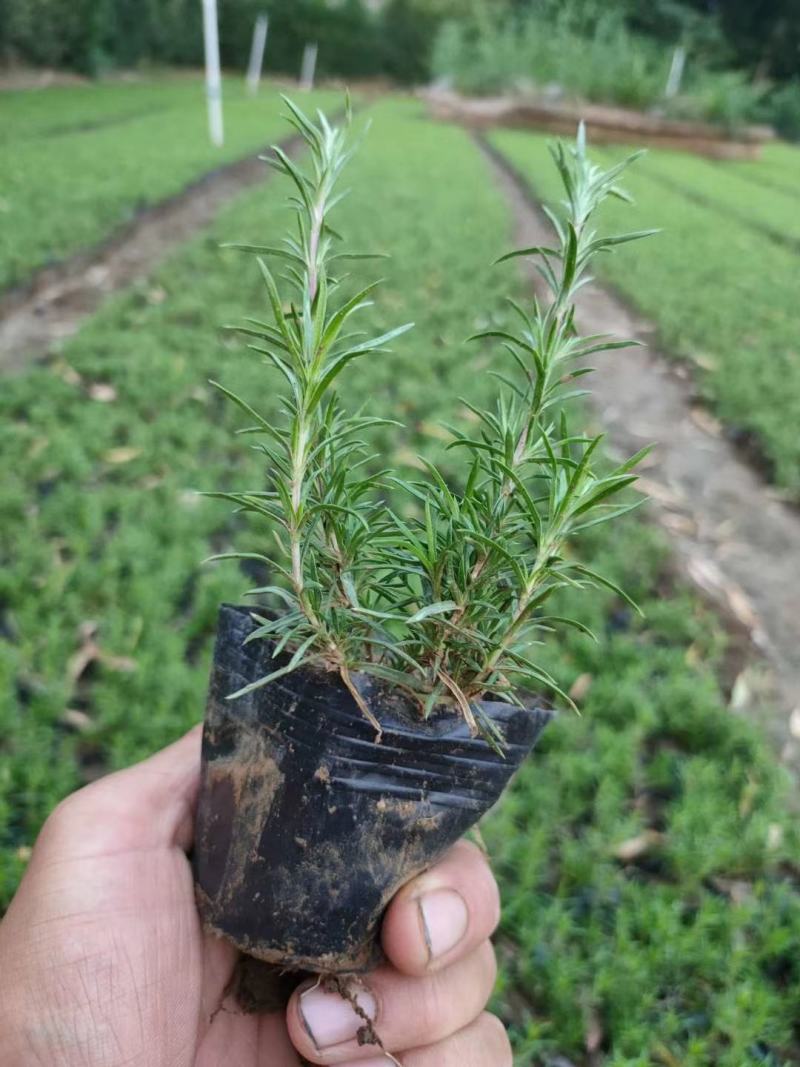 丛生福禄考绿化苗木，基地直发欢迎客商咨询可视频看货