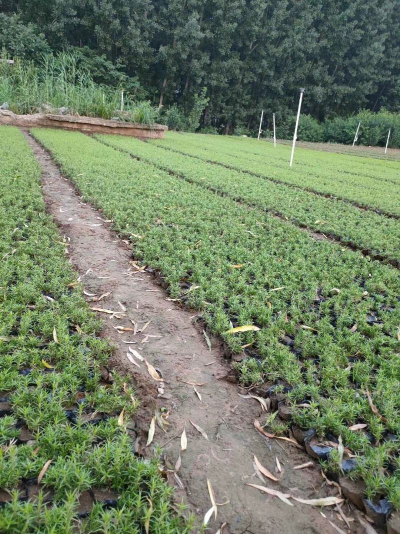 丛生福禄考绿化苗木，基地直发欢迎客商咨询可视频看货