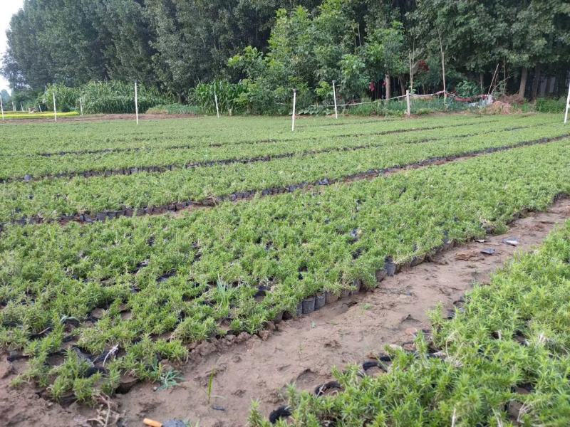 丛生福禄考绿化苗木，基地直发欢迎客商咨询可视频看货