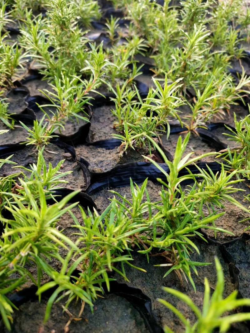 丛生福禄考绿化苗木，基地直发欢迎客商咨询可视频看货