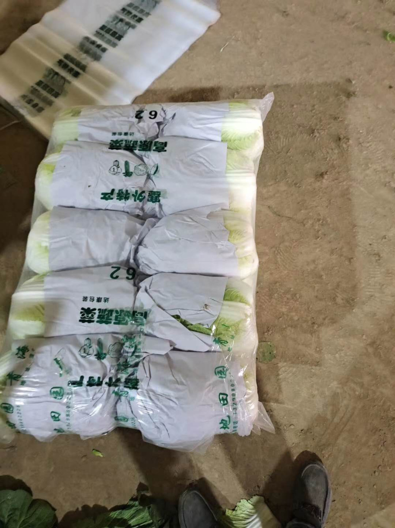 甘肃黄心白菜4到6斤精品货产地直发可视频看货