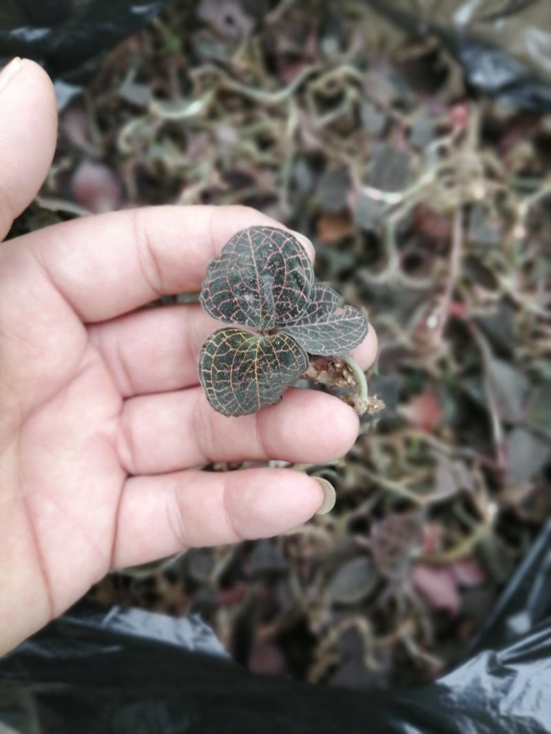 纯野生竹林金线莲鲜货