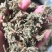 伸筋草云南干货2斤包邮量大从优常年经营中药材