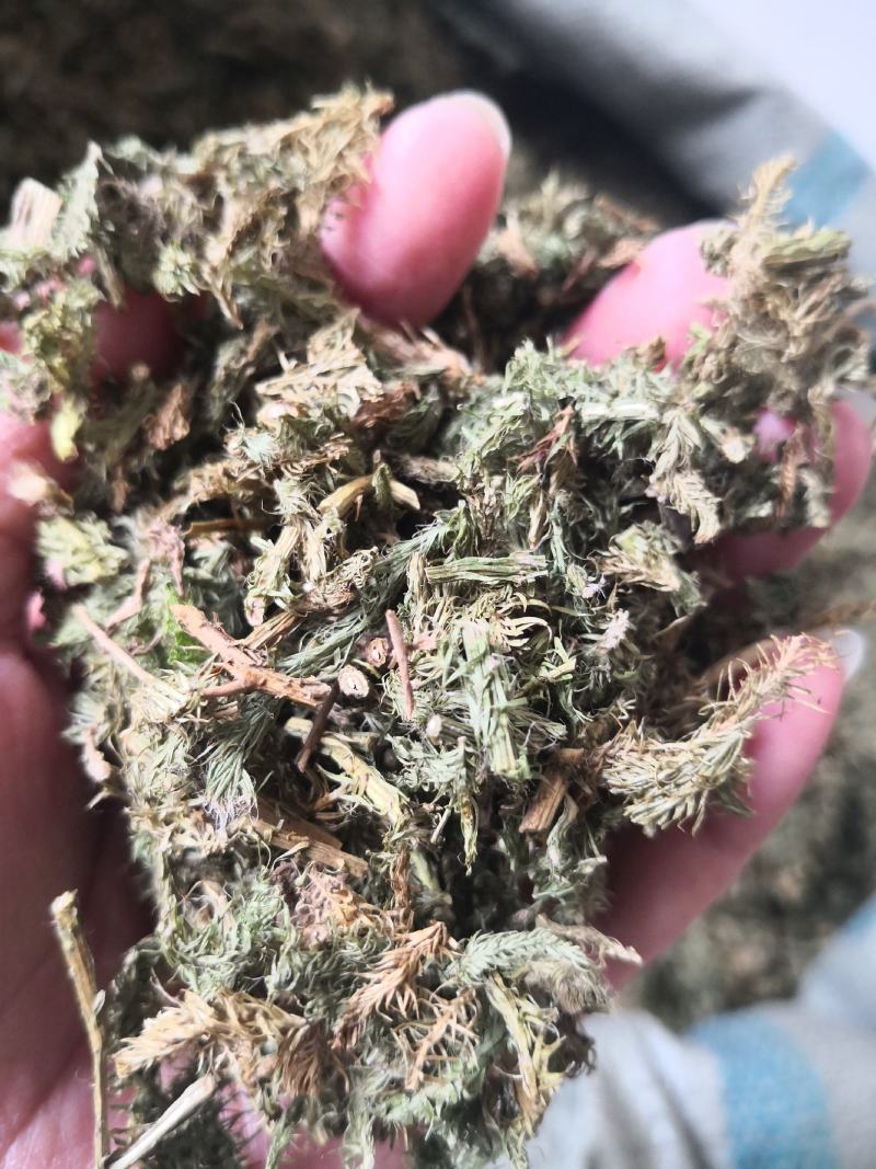 伸筋草云南干货2斤包邮量大从优常年经营中药材