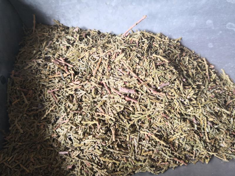 侧柏叶切段山东产人工种植干货量大从优