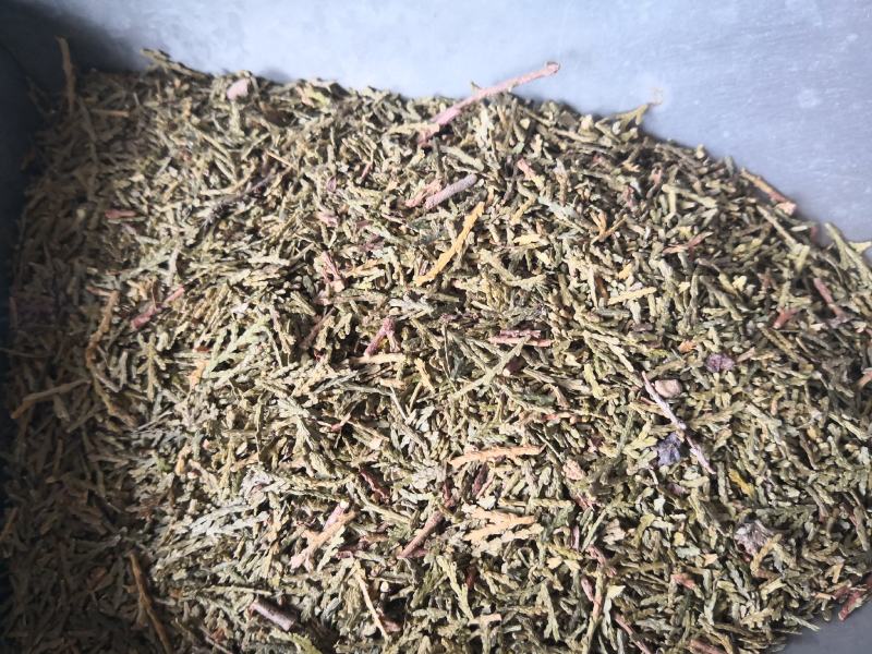 侧柏叶切段山东产人工种植干货量大从优
