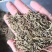 侧柏叶切段山东产人工种植干货量大从优
