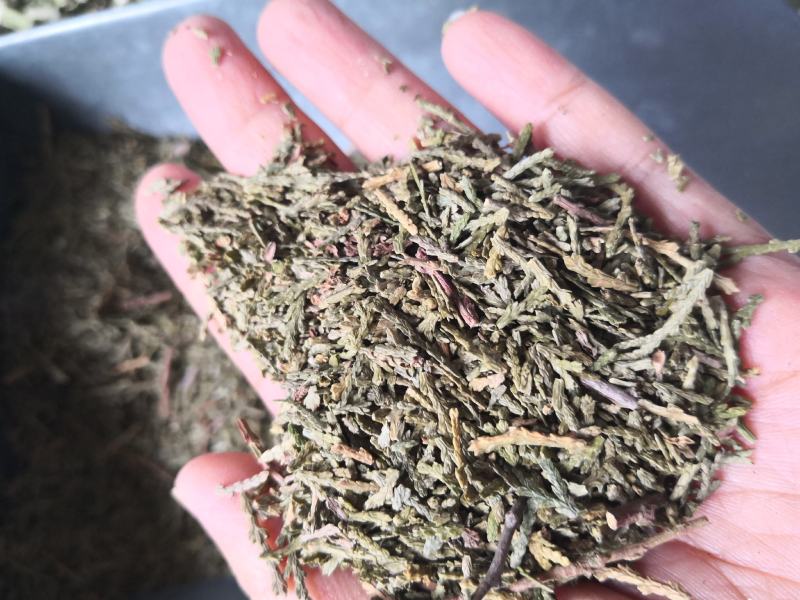 侧柏叶切段山东产人工种植干货量大从优