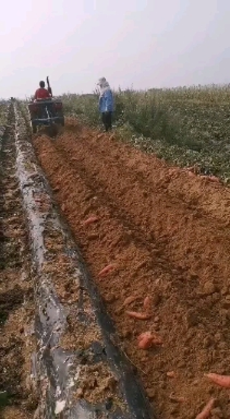 基地直发，烟台纯沙土地，大量西瓜红红薯出货，软糯蜜甜