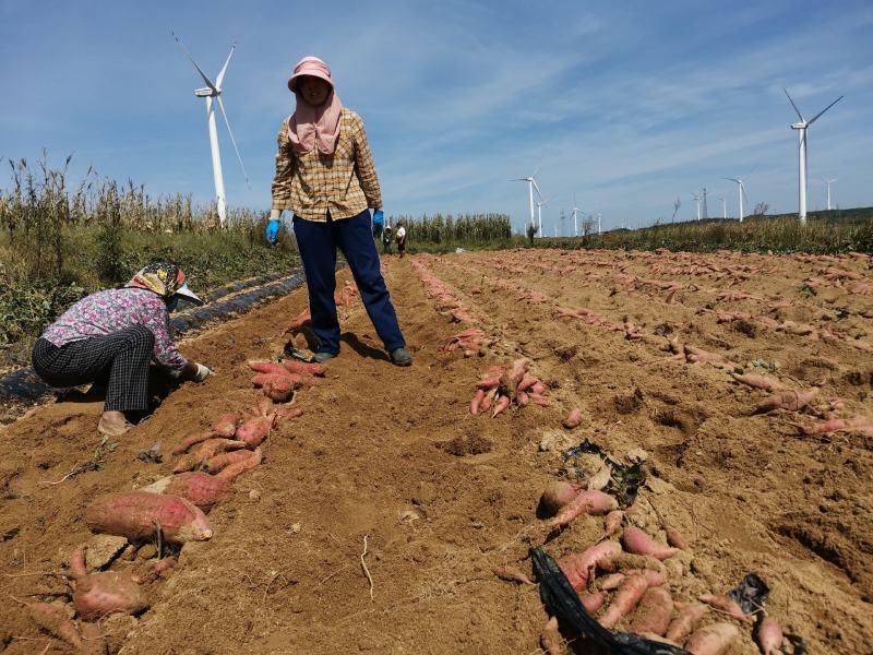 基地直发，烟台纯沙土地，大量西瓜红红薯出货，软糯蜜甜