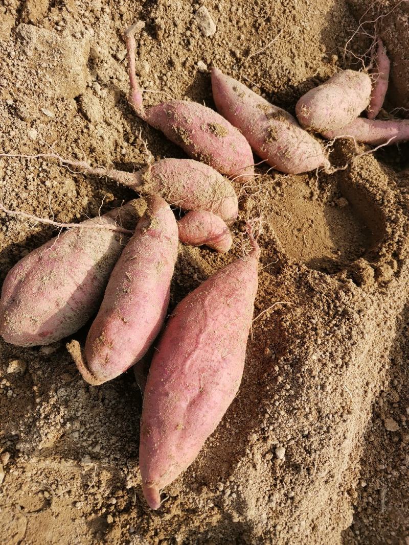 基地直发，烟台纯沙土地，大量西瓜红红薯出货，软糯蜜甜