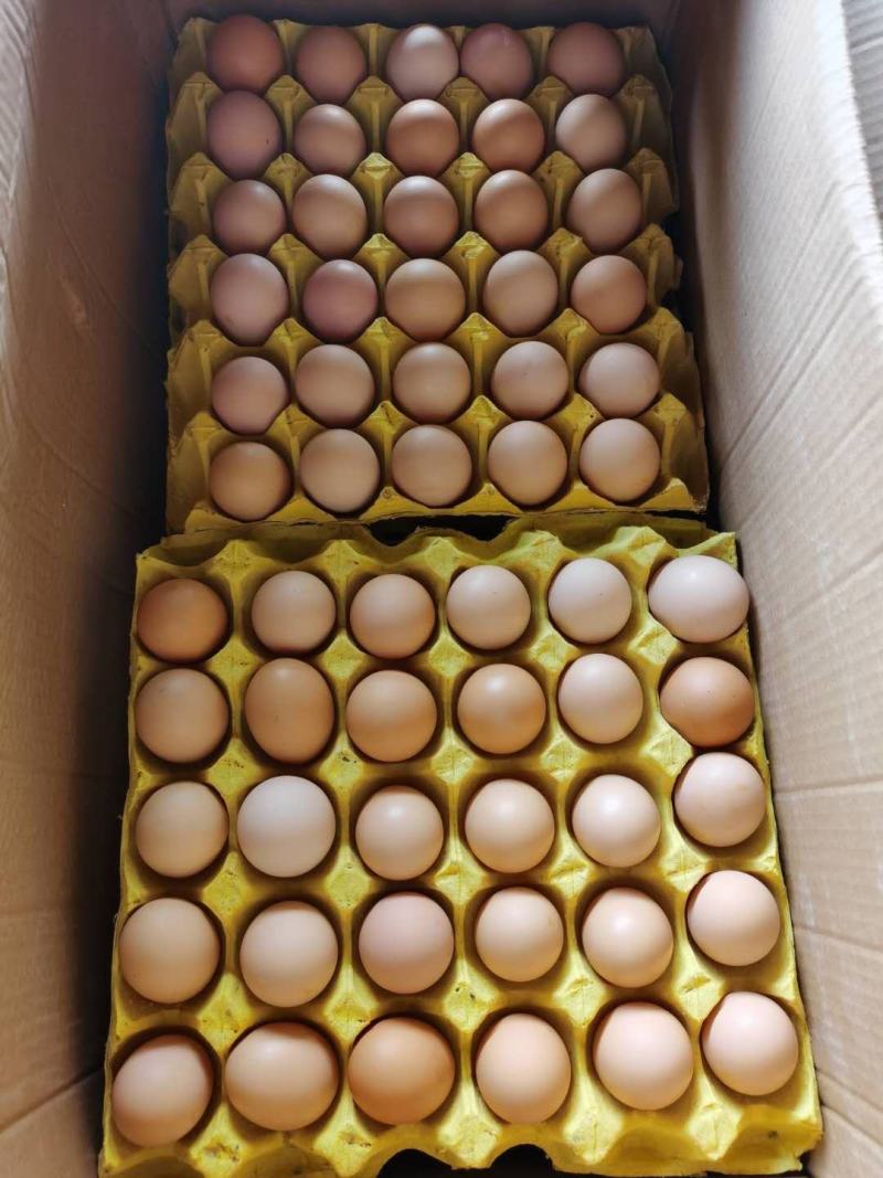 全国批发整件360个乡村土鸡蛋