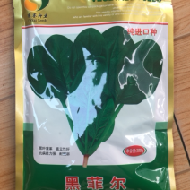 重庆发货到全国高抗霜霉病进口菠菜