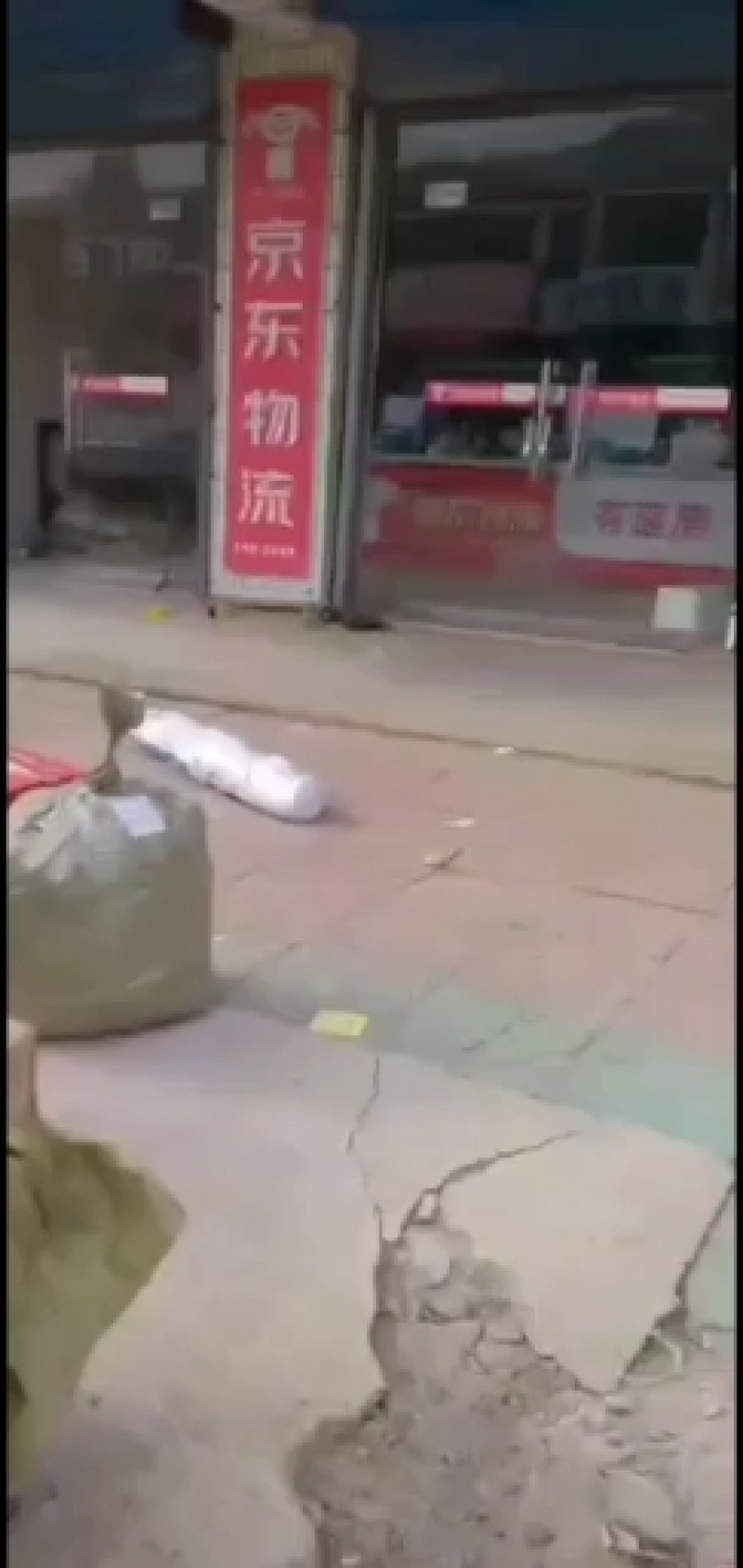 爬山虎苗爬藤小苗包成活包技术死苗免费补发
