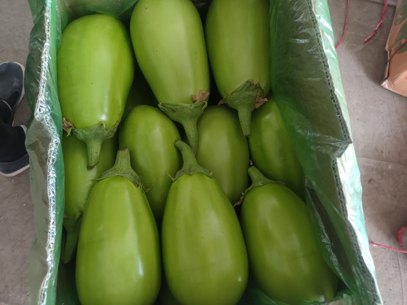 【牛商推荐】青茄子承接全国订单品质保证价优欢迎咨询