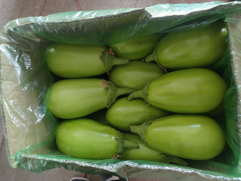 【牛商推荐】青茄子承接全国订单品质保证价优欢迎咨询
