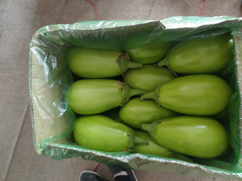 【牛商推荐】青茄子承接全国订单品质保证价优欢迎咨询