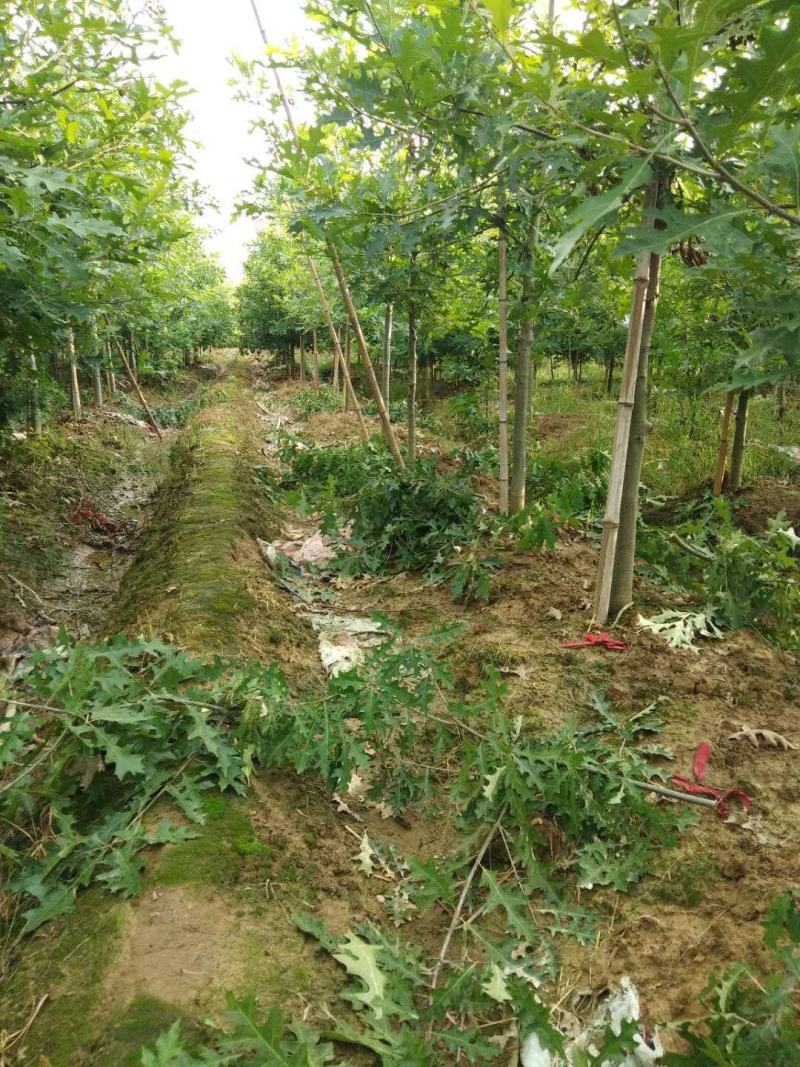 基地直供娜塔栎，北美红栎，规格1-15公分，货源充足