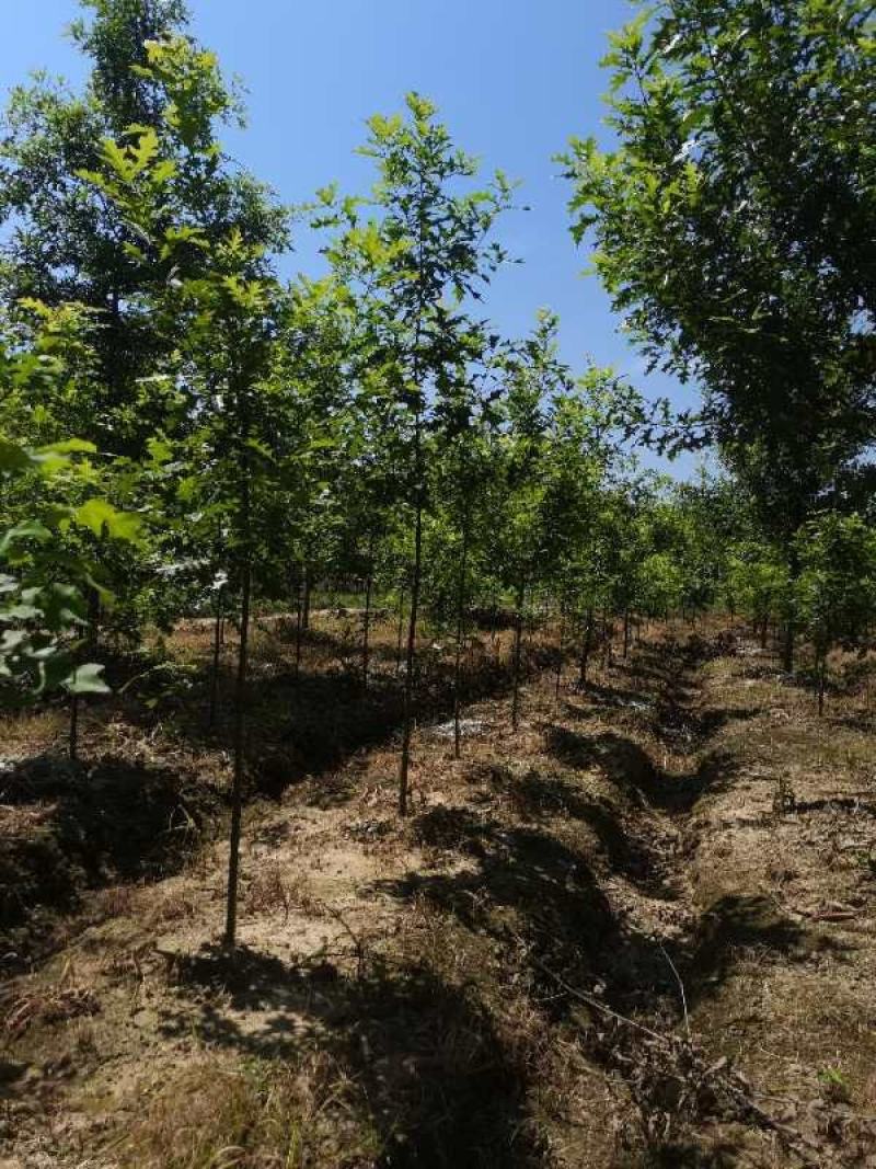 基地直供娜塔栎，北美红栎，规格1-15公分，货源充足