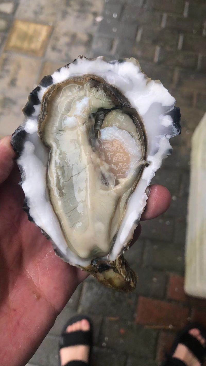 自有养殖加工厂乳山二倍体生蚝原产地直发