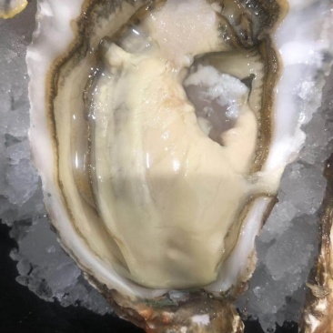 自有养殖加工厂乳山二倍体生蚝原产地直发