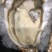 自有养殖加工厂乳山二倍体生蚝原产地直发