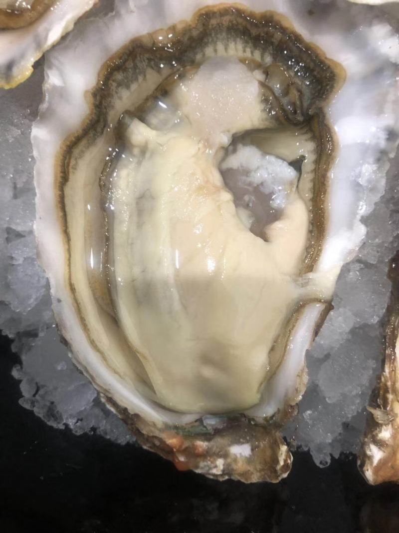自有养殖加工厂乳山二倍体生蚝原产地直发